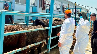 Afyonkarahisar’ın Çay ilçesinde besilik hayvan ithalatı ve çerçevesinde ilçeye getirilen