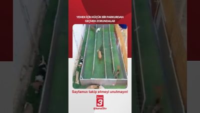 Yemek için küçük bir parkurdan geçmek zorundalar… 📶https://kanal3.com.tr/ Sosyal Medya