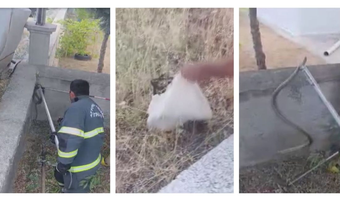 Afyonkarahisar'da bir evin bahçesine giren yaklaşık 1,5 metre uzunluğundaki yılan,