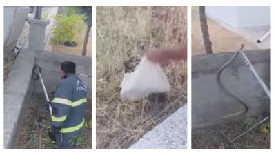 Afyonkarahisar'da bir evin bahçesine giren yaklaşık 1,5 metre uzunluğundaki yılan,