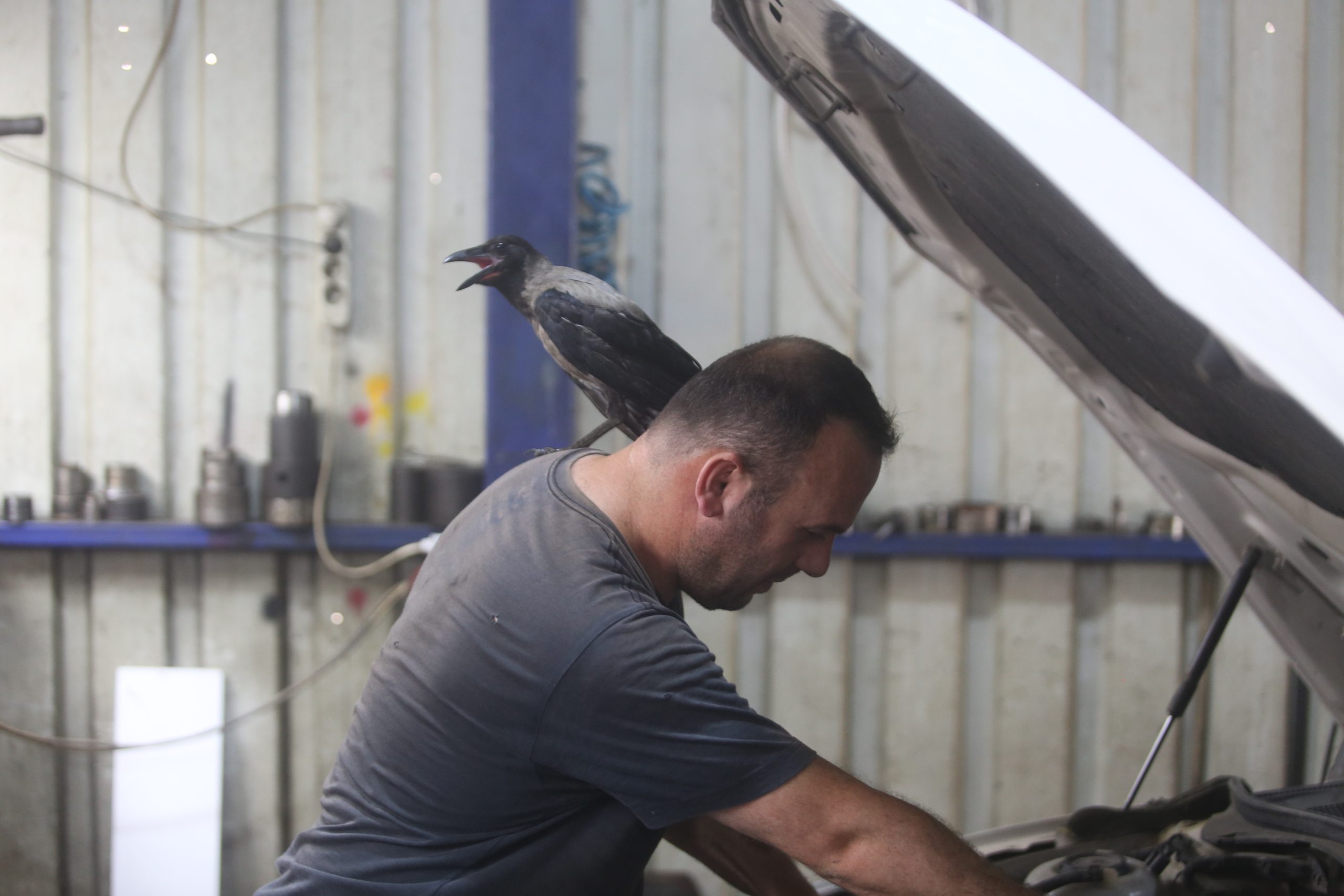 Karga ile tamircinin sıradışı dostluğu