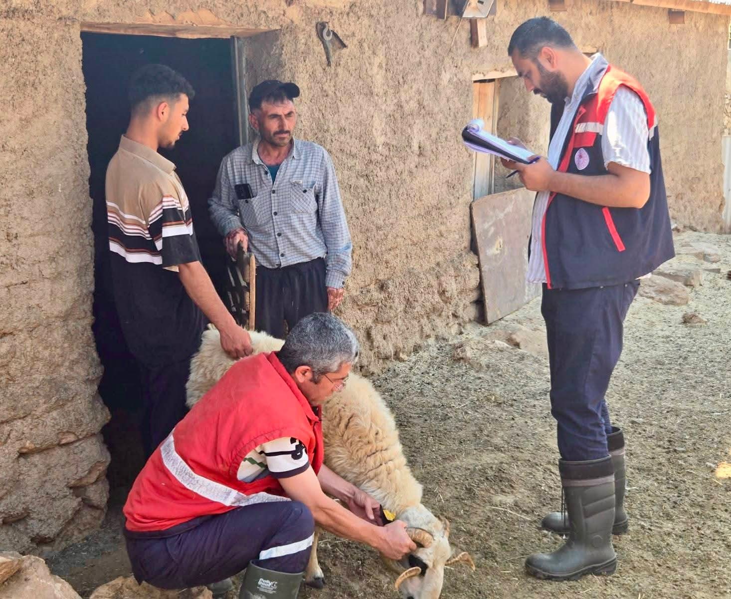 Küçükbaş hayvancılık için sahada kayıt çalışması 1 Küçükbaş hayvancılık için sahada kayıt çalışması