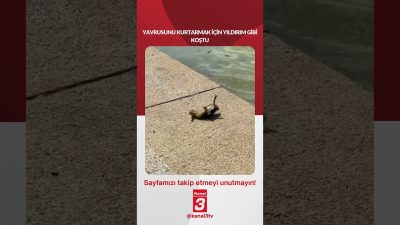 YAVRUSUNU KURTARMAK İÇİN YILDIRIM GİBİ KOŞTU 📶https://kanal3.com.tr/ Sosyal Medya Hesaplarımızı