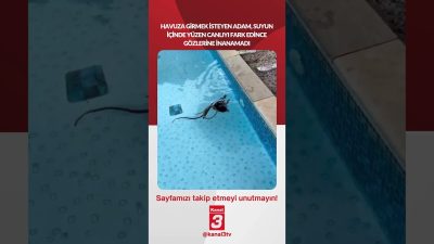 Havuza girmek isteyen adam, suyun içinde yüzen canlıyı fark edince