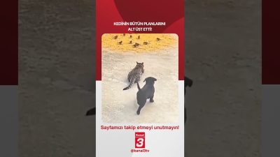 Kedinin bütün planlarını alt üst etti! 📶https://kanal3.com.tr/ Sosyal Medya Hesaplarımızı