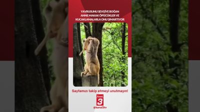Yavrusunu sevgiye boğan anne makak öpücükler ve kucaklamalarla onu şımartıyor…
