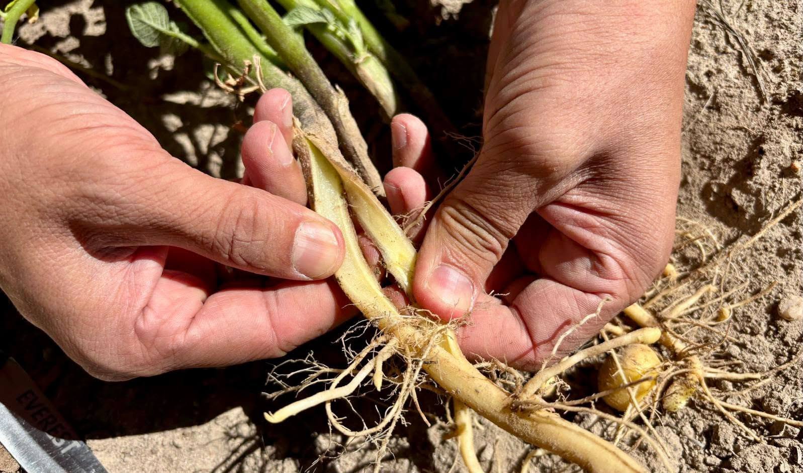Patates tarlalarında hastalık denetimi 2 Patates tarlalarında hastalık denetimi