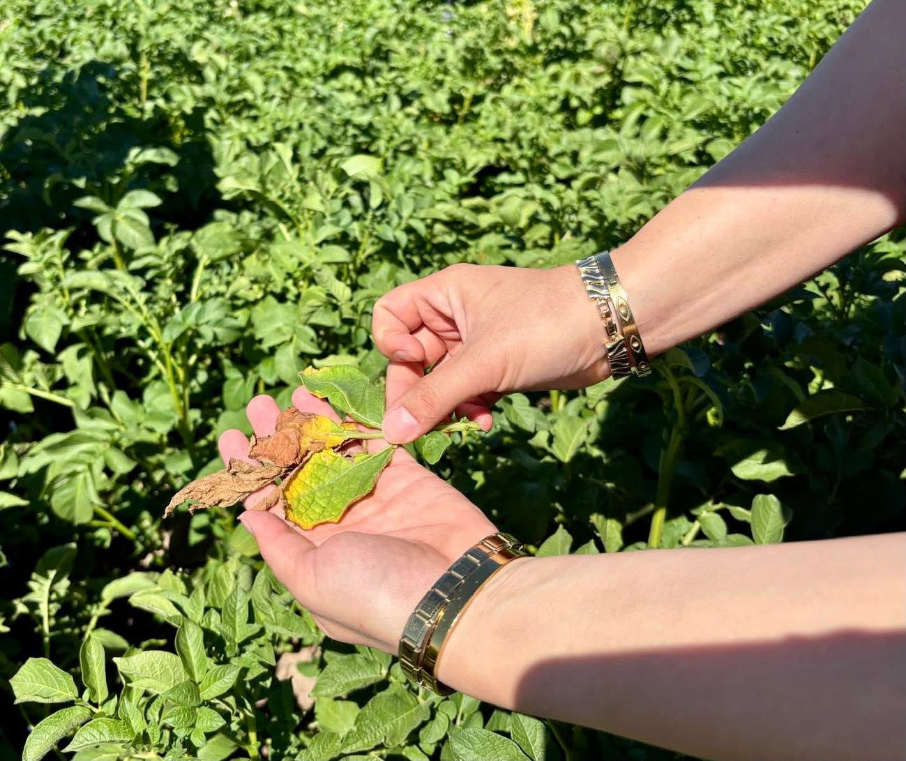 Patates tarlalarında hastalık denetimi 1 Patates tarlalarında hastalık denetimi