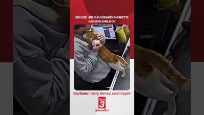 Bir kedi, her gün uğradığı markette kasiyere sarılıyor… 📶https://kanal3.com.tr/ Sosyal