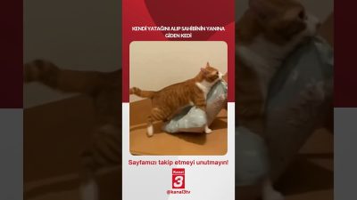 Kanal 3Sal, Ağustos 25, 2026 4:00pmURL:Embed:KENDİ YATAĞINI ALIP SAHİBİNİN YANINA