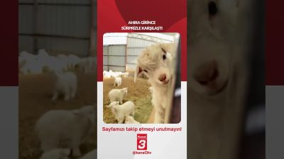 Ahıra girince sürprizle karşılaştı… 📶https://kanal3.com.tr/ Sosyal Medya Hesaplarımızı Takip Ederek