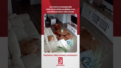 Koltukta uyumasına izin verilmeyen köpek sahibinin ayak seslerini duyunca yere
