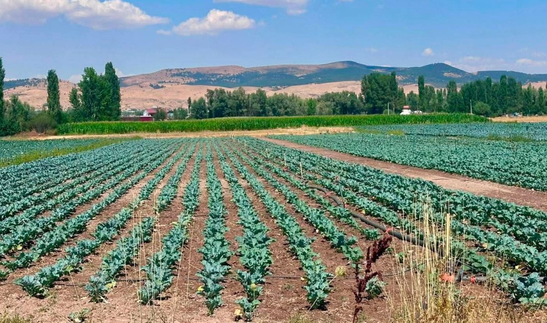 Afyonkarahisar’ın Sinanpaşa ilçesinde alternatif ürün olarak yetiştiriciliği yaygınlaşan brokoli ekili