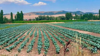Afyonkarahisar’ın Sinanpaşa ilçesinde alternatif ürün olarak yetiştiriciliği yaygınlaşan brokoli ekili