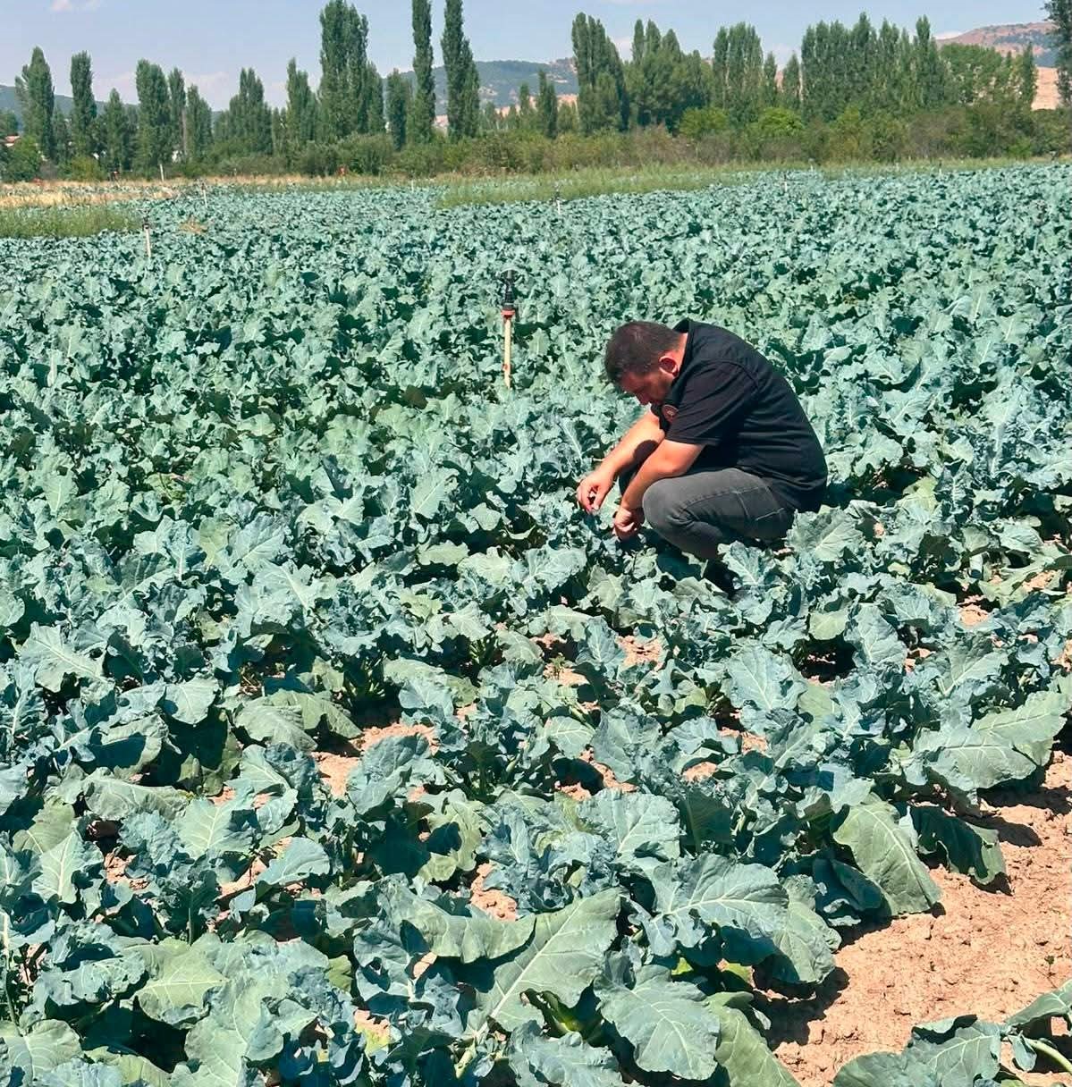 Sinanpaşa’da tarlalar tek tek kontrol edildi 1 Sinanpaşa’da tarlalar tek tek kontrol edildi