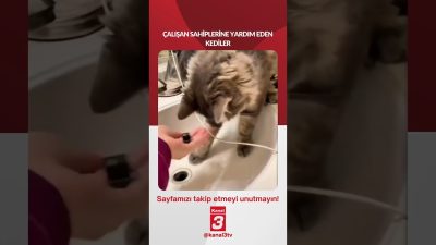ÇALIŞAN SAHİPLERİNE YARDIM EDEN KEDİLER 📶https://kanal3.com.tr/ Sosyal Medya Hesaplarımızı Takip