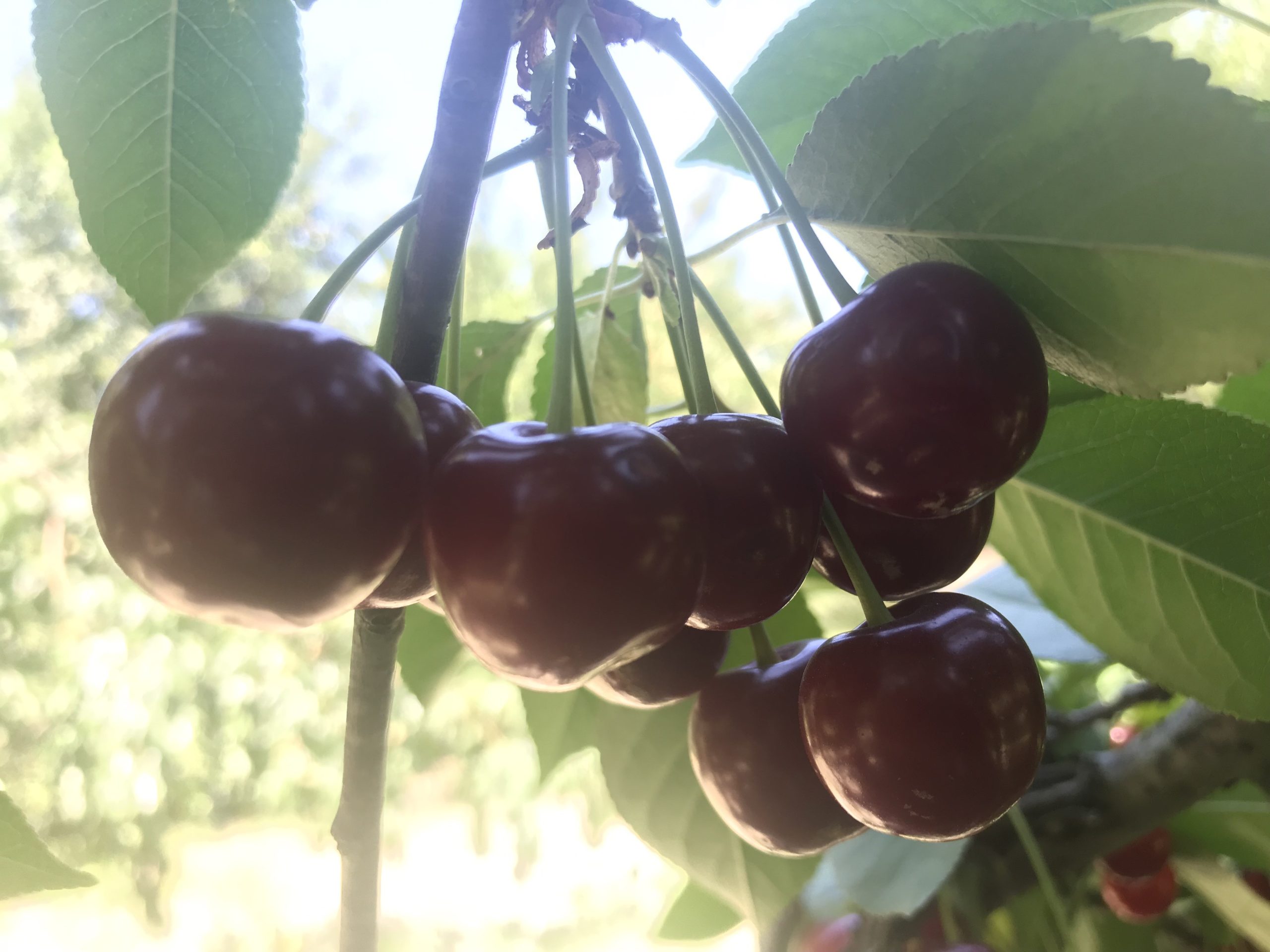 Sultandağı vişnesi aromasıyla zirvedeki yerini koruyor 1 Sultandağı vişnesi aromasıyla zirvedeki yerini koruyor