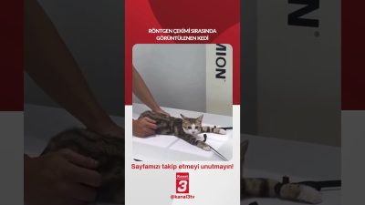 Röntgen çekimi sırasında görüntülenen kedi… 📶https://kanal3.com.tr/ Sosyal Medya Hesaplarımızı Takip
