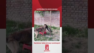 Lastiği direkten zekice çıkardı! 📶https://kanal3.com.tr/ Sosyal Medya Hesaplarımızı Takip Ederek