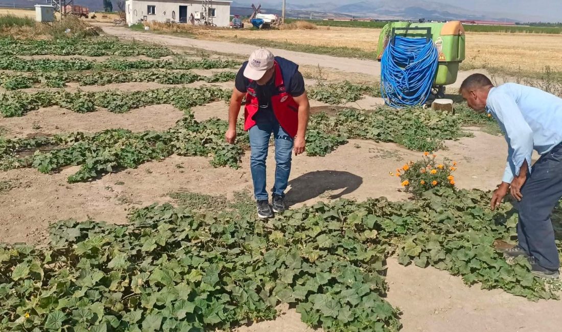 Afyonkarahisar’da tarımsal üretimin mevcut durumunun değerlendirilmesi, ürün verim ve rekolte