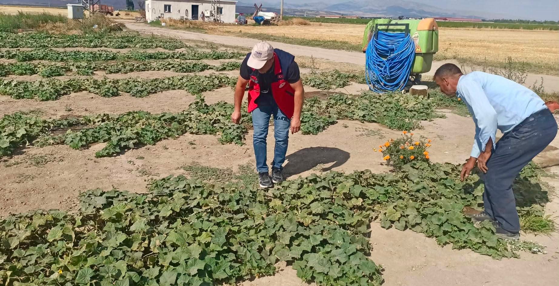 Afyonkarahisar’da tarımsal üretimin mevcut durumunun değerlendirilmesi, ürün verim ve rekolte