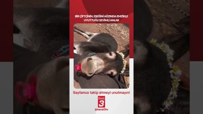 Bir çiftçinin, eşeğini ağzında emzikle uyuttuğu sevimli anlar… 📶https://kanal3.com.tr/ Sosyal