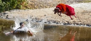 Denizli'nin Çal ilçesinde, 853 yıllık geçmişi bulunan Sudan Koyun Geçirme