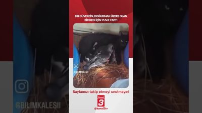 Kanal 3Paz, Ağustos 23, 2026 12:00pmURL:Embed:Bir güvercin, doğurmak üzere olan
