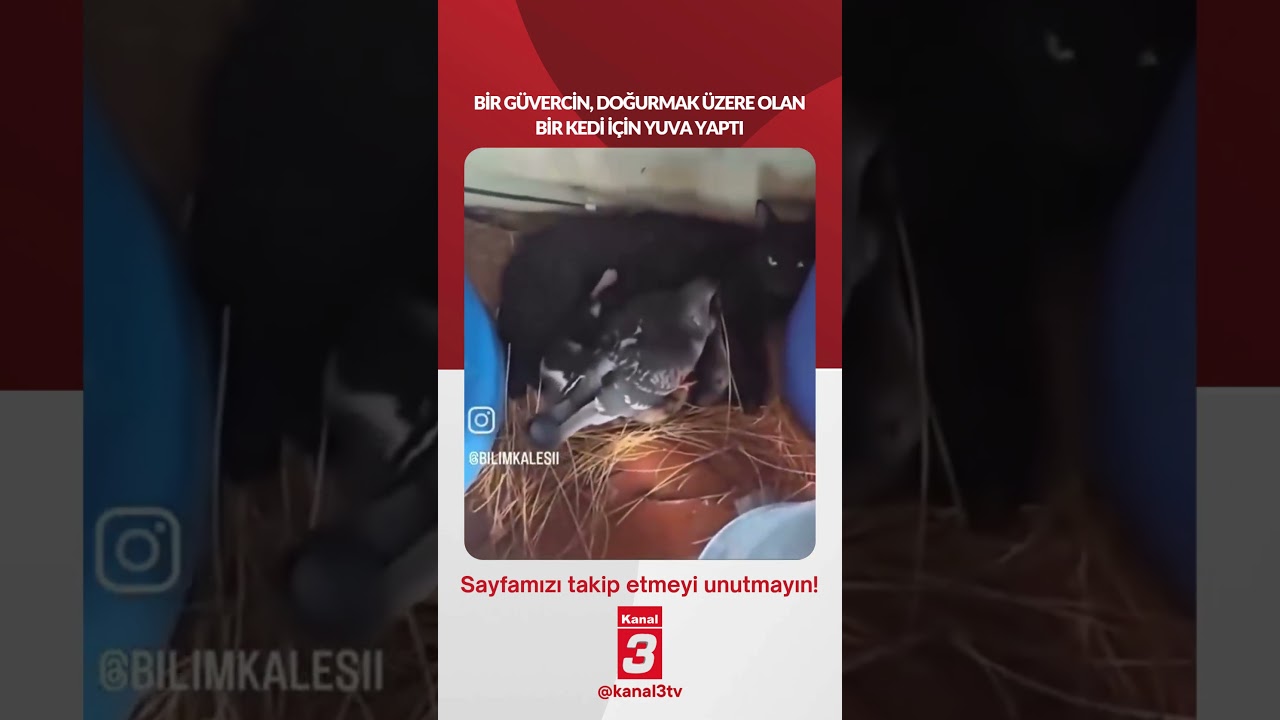 Bir güvercin, doğurmak üzere olan bir kedi için yuva yaptı…