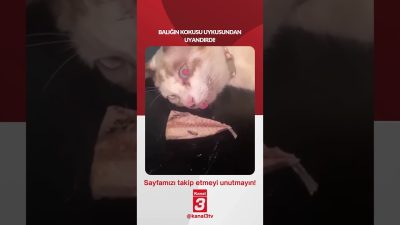 Balığın kokusu uykusundan uyandırdı! 📶https://kanal3.com.tr/ Sosyal Medya Hesaplarımızı Takip Ederek