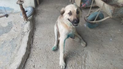 Antalya’nın Serik ilçesinde hayvancılıkla geçinen Gülşen Torbalı’nın en büyük yardımcısı