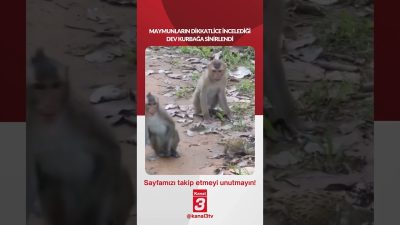 Maymunların dikkatlice incelediği dev kurbağa sinirlendi… 📶https://kanal3.com.tr/ Sosyal Medya Hesaplarımızı