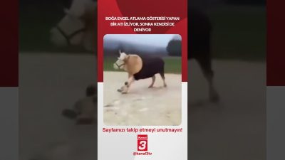 Boğa engel atlama gösterisi yapan bir atı izliyor, sonra kendisi