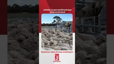 Köpeğin, oluşan trafiği saniyeler içinde açtığı anlar… 📶https://kanal3.com.tr/ Sosyal Medya