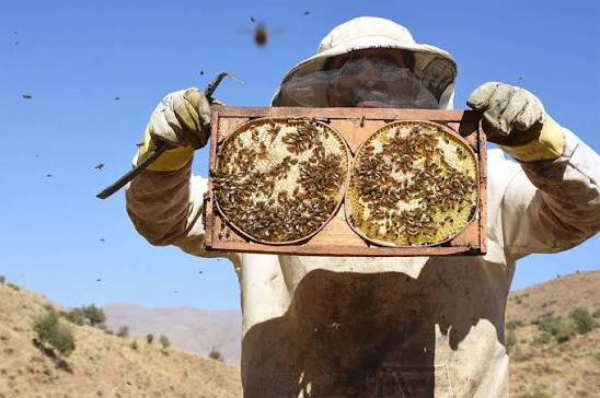 İngiltere'de Türk balına rekor fiyat: 200 gramı 1.250 sterline satılıyor! 1 İngiltere'de Türk balına rekor fiyat: 200 gramı 1.250 sterline satılıyor!