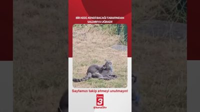 Bir kedi, kendi bacağı tarafından saldırıya uğradı! 📶https://kanal3.com.tr/ Sosyal Medya
