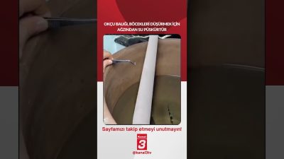 Okçu balığı, böcekleri düşürmek için ağzından su püskürtür… 📶https://kanal3.com.tr/ Sosyal