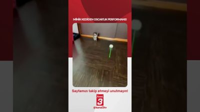 Minik kediden Oscar’lık performans… 📶https://kanal3.com.tr/ Sosyal Medya Hesaplarımızı Takip Ederek