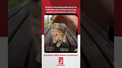 Kedi yavrularından biri soğuktan korunmak için kapüşonunun içine sığınınca, ikisini