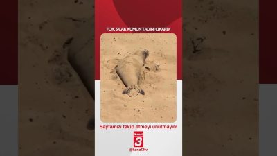 Fok, Sıcak kumun tadını çıkardı… 📶https://kanal3.com.tr/ Sosyal Medya Hesaplarımızı Takip