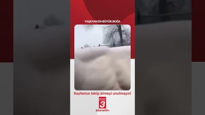 Yaşayan en büyük boğa! 📶https://kanal3.com.tr/ Sosyal Medya Hesaplarımızı Takip Ederek
