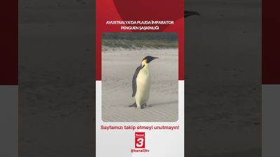 Kanal 3Pts, Ağustos 24, 2026 4:00pmURL:Embed:AVUSTRALYA’DA PLAJDA İMPARATOR PENGUEN ŞAŞKINLIĞI
