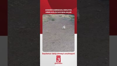 Annesini sabırsızlıkla bekleyen minik kuzu ile kavuşma anları… 📶https://kanal3.com.tr/ Sosyal