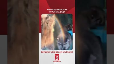 Rakunlar gökkuşağını yakalamaya çalıştı! 📶https://kanal3.com.tr/ Sosyal Medya Hesaplarımızı Takip Ederek