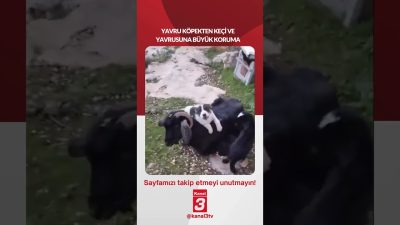 YAVRU KÖPEKTEN KEÇİ VE YAVRUSUNA BÜYÜK KORUMA 📶https://kanal3.com.tr/ Sosyal Medya