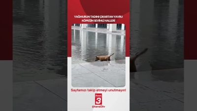 Yağmurun tadını çıkartan yavru köpeğin sevimli halleri… 📶https://kanal3.com.tr/ Sosyal Medya