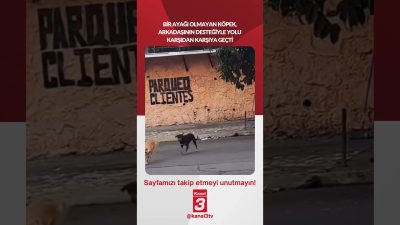 Kanal 3Cum, Ağustos 21, 2026 2:00pmURL:Embed:Bir ayağı olmayan köpek, arkadaşının