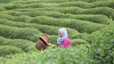 Çay İşletmeleri (ÇAYKUR) Genel Müdürlüğünce, 8 Temmuz'da başlatılan ikinci sürgün