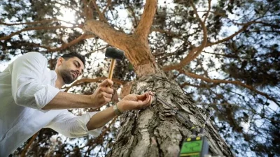 İstanbul'un doğal sit alanlarında bulunan yüzlerce yıllık ağaçlar, hazırlanan rölöve