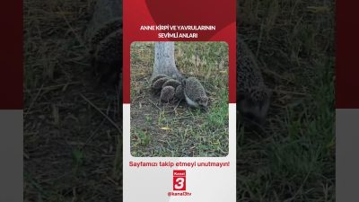 Kanal 3Çar, Ağustos 26, 2026 10:00amURL:Embed:ANNE KİRPİ VE YAVRULARININ SEVİMLİ
